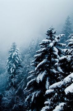 snow covered pine trees in the foggy forest on a snowy day with no one around