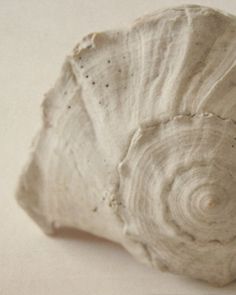 a close up of a shell on a white surface