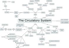 the circulator system is shown in black and white, with words above it