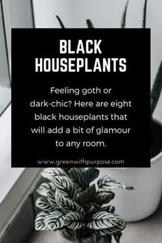 a houseplant with the words black houseplants on it