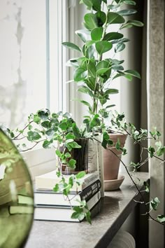 some plants are sitting on a window sill