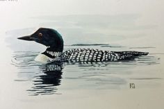 a watercolor painting of a loon swimming in the water