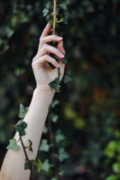 a woman's hand holding onto a branch with green leaves