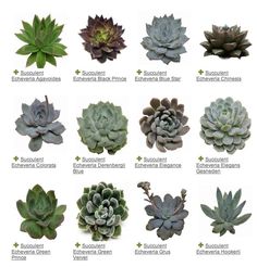 the different types of succulents are shown in this image, with their names