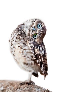 an owl with blue eyes sitting on top of a rock looking up at the camera