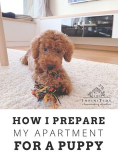 a brown puppy chewing on a toy with the words how i prepare my apartment for a puppy