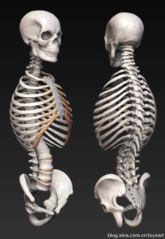 an image of two skeleton models with different angles and sizes on their sides, facing each other