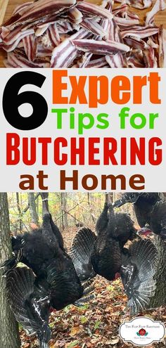 a bunch of turkeys on the ground with text overlay reading 6 expert tips for butchering at home