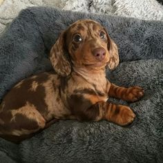 a brown and black dog laying on top of a gray blanket next to a wall