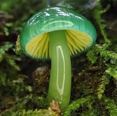 a close up of a green and yellow mushroom