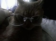 Princess Grunge, I Miss My Cat, Cat Wearing Glasses, Black Funny, Romantic Photography, Cat Glasses, Cat Icon, Vintage Makeup