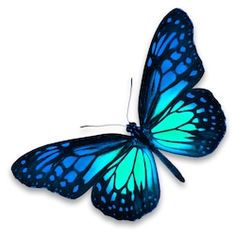 a blue butterfly with black spots on it's wings