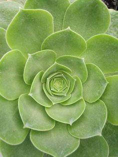 a close up view of the center of a green succulent plant with lots of leaves