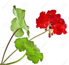 red gerania flowers with green leaves on white background stock photo, picture and royalty