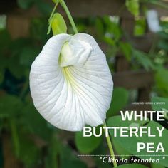 a white flower with the words white butterfly pea on it