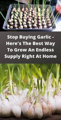 garlic bulbs growing in the garden with text overlay saying stop buying garlic here's the best way to grow an endless supply right at home