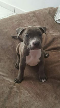 a brown and white puppy sitting on top of a bed