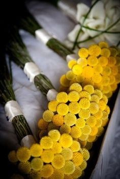 yellow and white flowers are arranged in a row