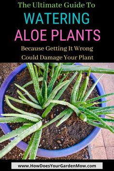 the ultimate guide to watering aloe plants because getting it wrong could damage your plant