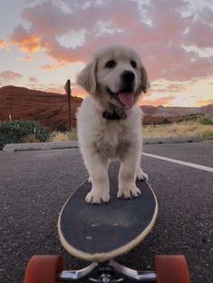 a dog standing on top of a skateboard in the middle of an open road