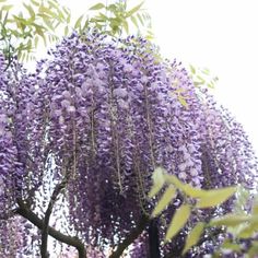 purple flowers blooming on the branches of trees