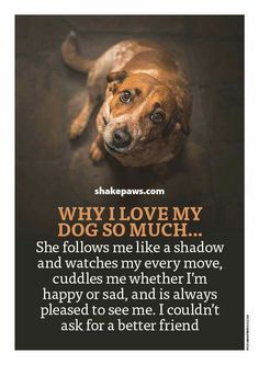 a brown dog laying down on top of a floor next to a quote that reads, why i love my dog so much