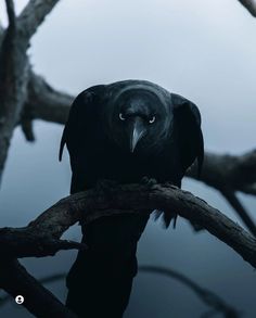 a large black bird sitting on top of a tree branch