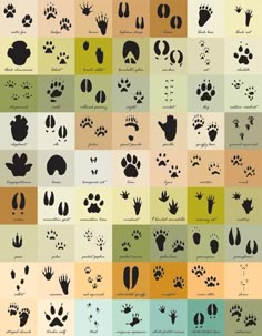 an animal's footprints are shown in different colors and sizes, including the paws