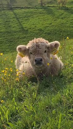 a cow laying in the grass with tags on its ears