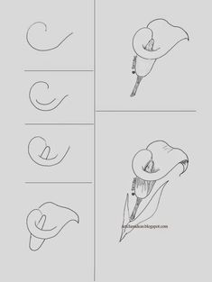 four different types of calligraphy are shown in this drawing lesson for beginners to learn how