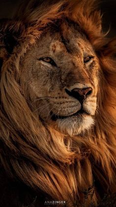 a close up of a lion's face with it's eyes wide open