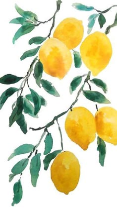 watercolor painting of lemons on a branch with leaves