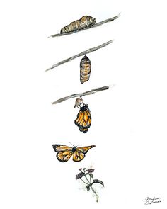 three monarch butterflies hanging upside down on the branch with their puppies attached to them