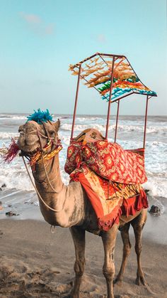 a camel standing on top of a sandy beach next to the ocean with an umbrella over it's head