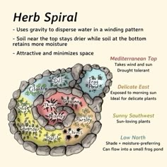 the diagram shows different types of herbs