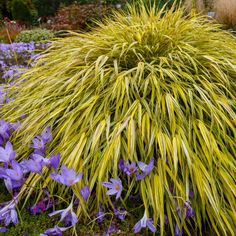 purple and yellow flowers are growing in the grass