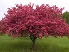 a pink tree in the middle of a grassy field