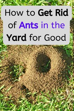 How to Get Rid of Ants in the Yard for Good Ants In Garden, Ant Killer Recipe, Diy Bug Repellent, Ant Spray, Rid Of Ants, Ant Killer, Get Rid Of Ants, Natural Bug Repellent, Household Pests