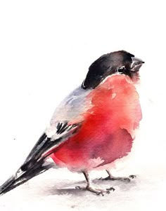 a watercolor painting of a red and black bird