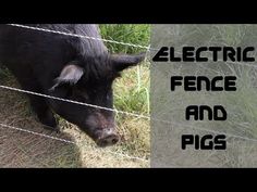 an electric fence and pig is shown in this image with the words electric fence and pigs