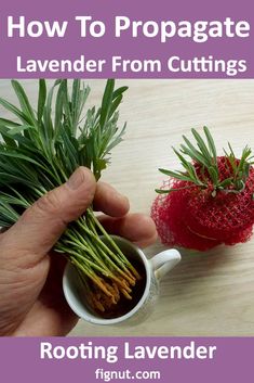 someone is holding some plants in their hand and the text reads, how to propagate lavender from cuttings rooting lavender