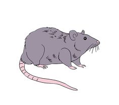 a gray rat sitting on its hind legs