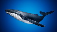 a humpback whale swims in the blue water