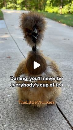 a small furry animal sitting on top of a sidewalk with the caption daring, you'll never be everybody's cup of tea