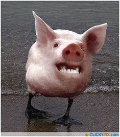 a pink pig standing on top of a wet beach next to the ocean with its mouth open