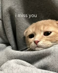 an orange cat peeking out from behind a blanket with the caption i miss you