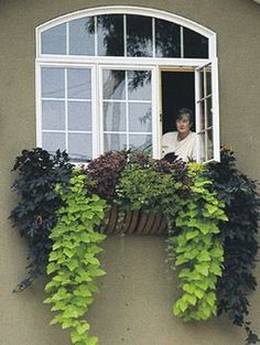 an image of a window box with plants growing out of it and the words pinterest 100 + images about window boxes