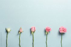 five pink roses lined up in a row on a light blue background by natalie strick for stockstation pictures