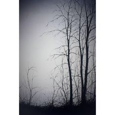 black and white photograph of bare trees in the foggy night with no leaves on them