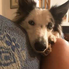 a close up of a dog on a couch with its head hanging over the arm